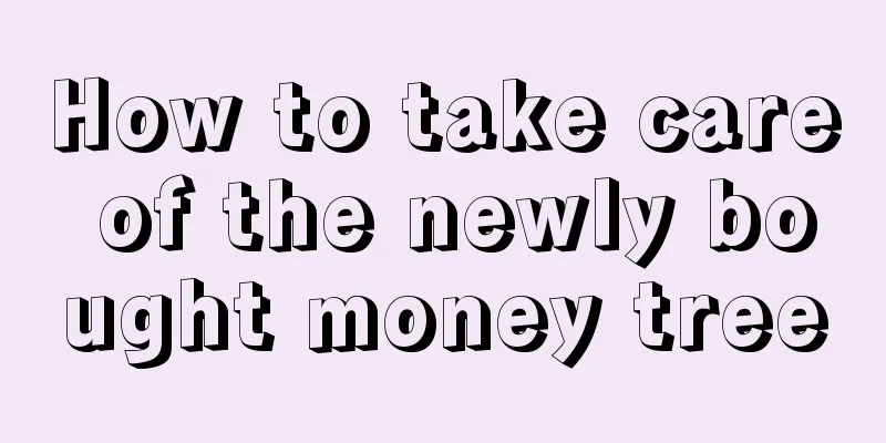 How to take care of the newly bought money tree