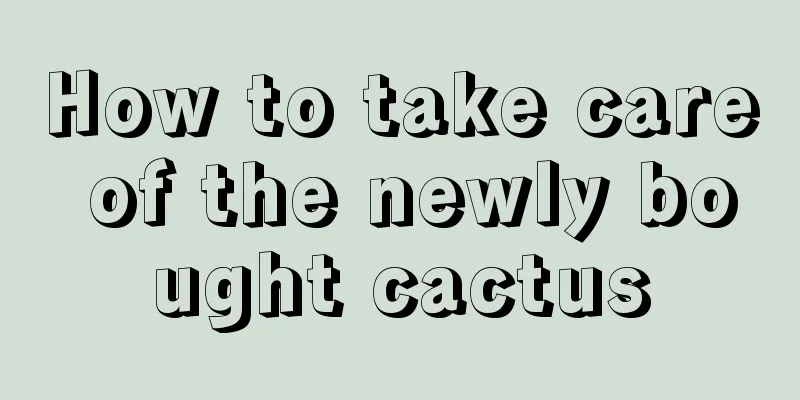 How to take care of the newly bought cactus