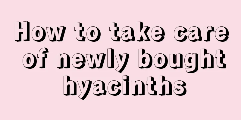 How to take care of newly bought hyacinths