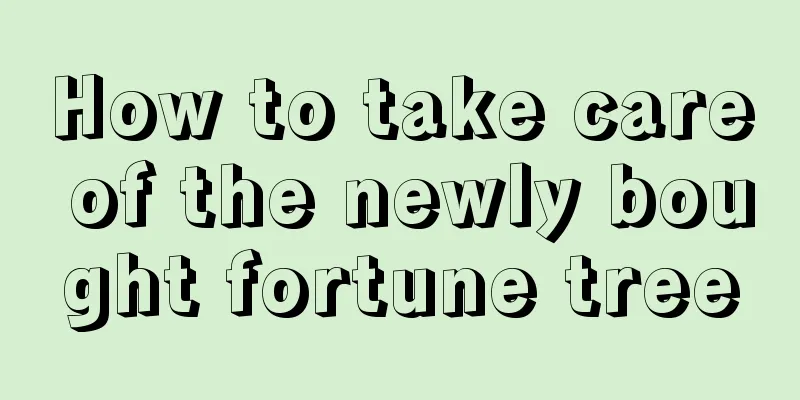 How to take care of the newly bought fortune tree