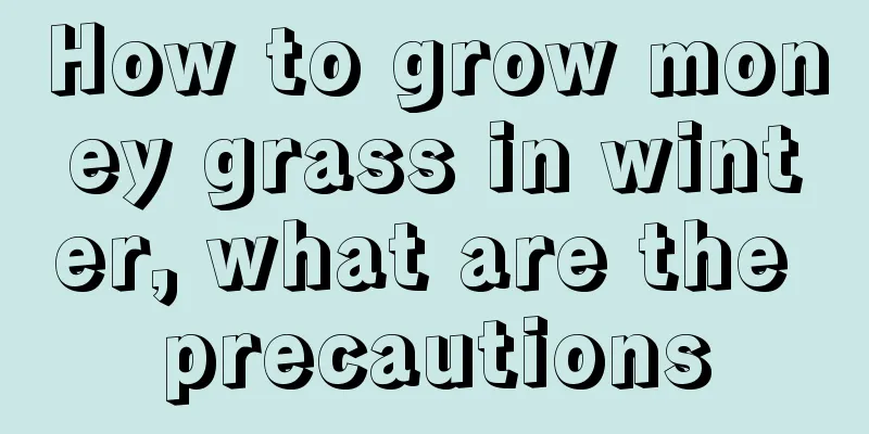 How to grow money grass in winter, what are the precautions