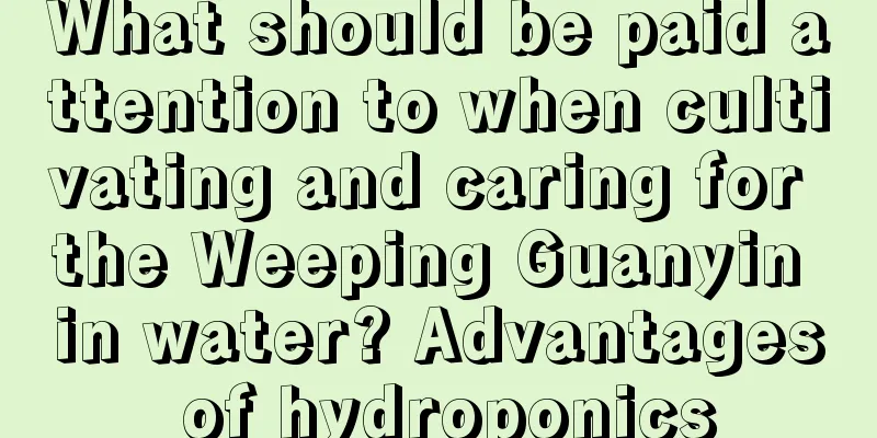 What should be paid attention to when cultivating and caring for the Weeping Guanyin in water? Advantages of hydroponics