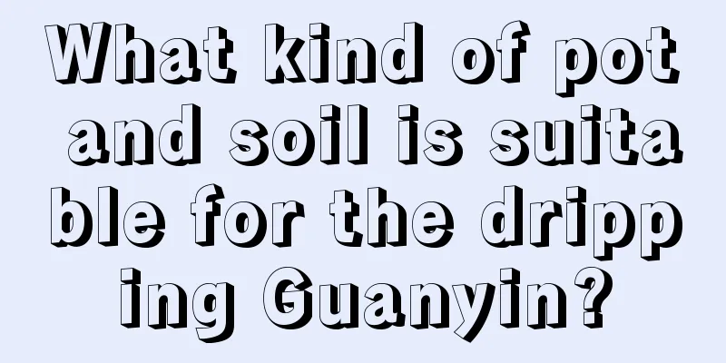 What kind of pot and soil is suitable for the dripping Guanyin?