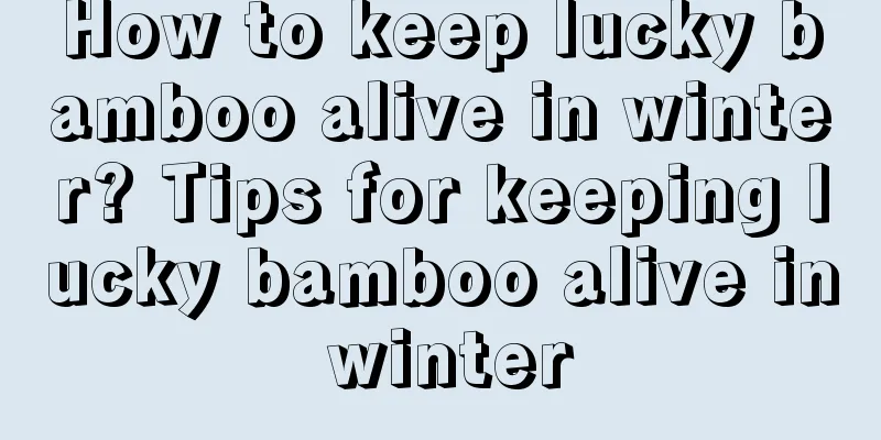 How to keep lucky bamboo alive in winter? Tips for keeping lucky bamboo alive in winter