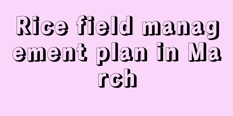 Rice field management plan in March