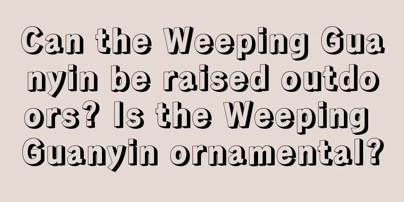 Can the Weeping Guanyin be raised outdoors? Is the Weeping Guanyin ornamental?