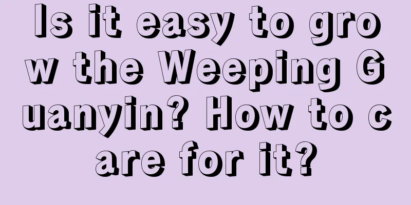 Is it easy to grow the Weeping Guanyin? How to care for it?