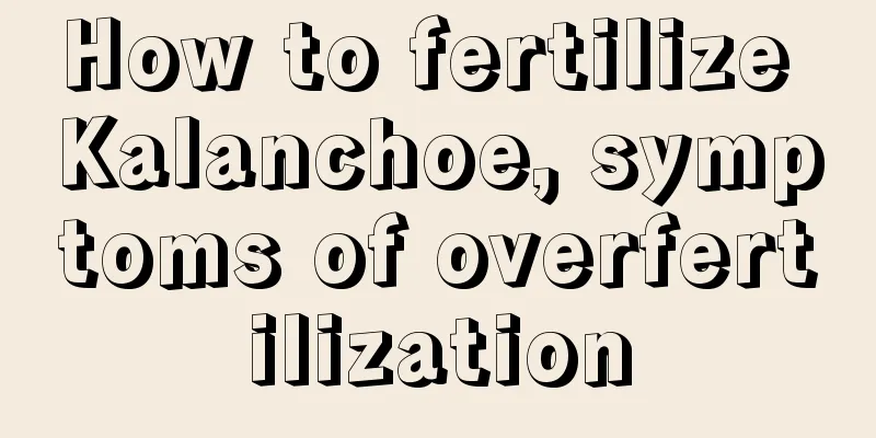 How to fertilize Kalanchoe, symptoms of overfertilization