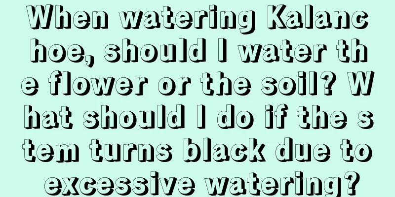 When watering Kalanchoe, should I water the flower or the soil? What should I do if the stem turns black due to excessive watering?