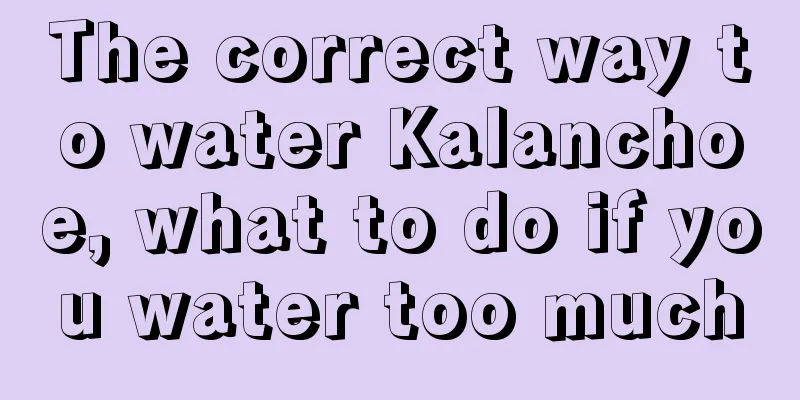 The correct way to water Kalanchoe, what to do if you water too much