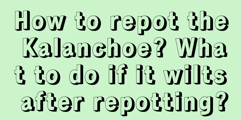 How to repot the Kalanchoe? What to do if it wilts after repotting?