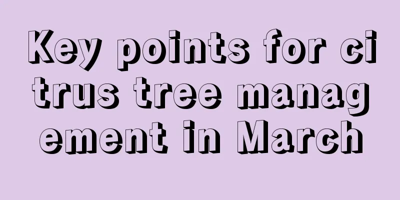 Key points for citrus tree management in March