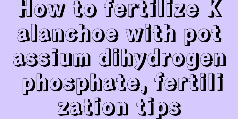 How to fertilize Kalanchoe with potassium dihydrogen phosphate, fertilization tips