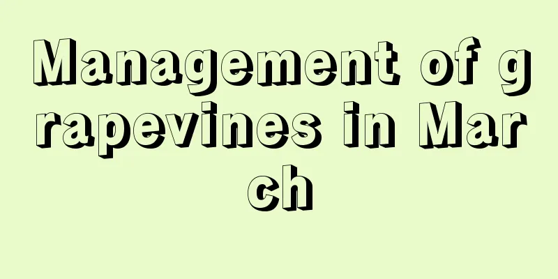 Management of grapevines in March