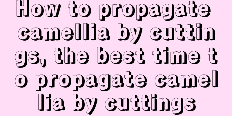 How to propagate camellia by cuttings, the best time to propagate camellia by cuttings