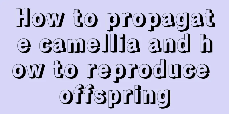 How to propagate camellia and how to reproduce offspring