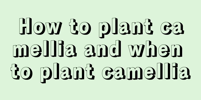 How to plant camellia and when to plant camellia