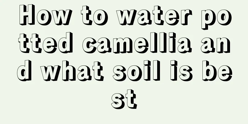 How to water potted camellia and what soil is best