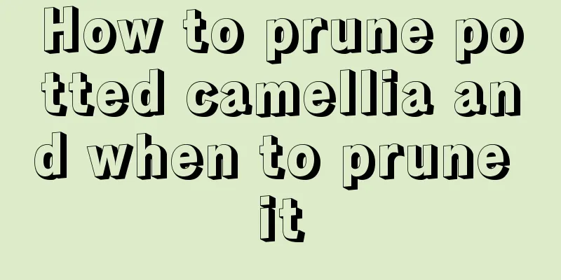 How to prune potted camellia and when to prune it