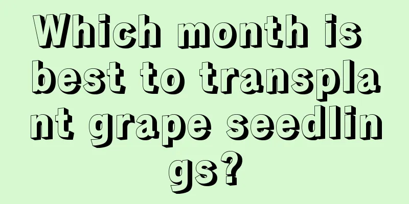 Which month is best to transplant grape seedlings?