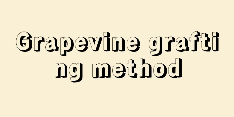 Grapevine grafting method