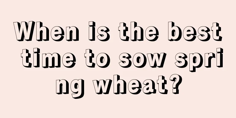 When is the best time to sow spring wheat?