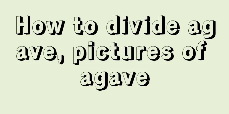 How to divide agave, pictures of agave