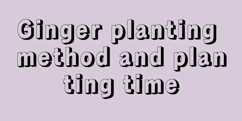 Ginger planting method and planting time