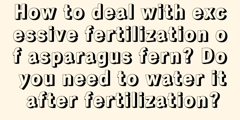 How to deal with excessive fertilization of asparagus fern? Do you need to water it after fertilization?