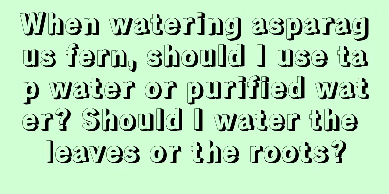 When watering asparagus fern, should I use tap water or purified water? Should I water the leaves or the roots?