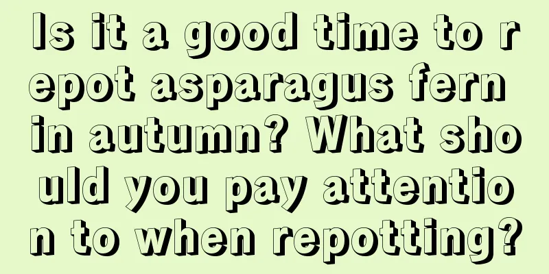 Is it a good time to repot asparagus fern in autumn? What should you pay attention to when repotting?