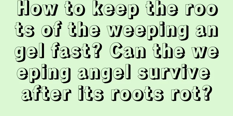 How to keep the roots of the weeping angel fast? Can the weeping angel survive after its roots rot?