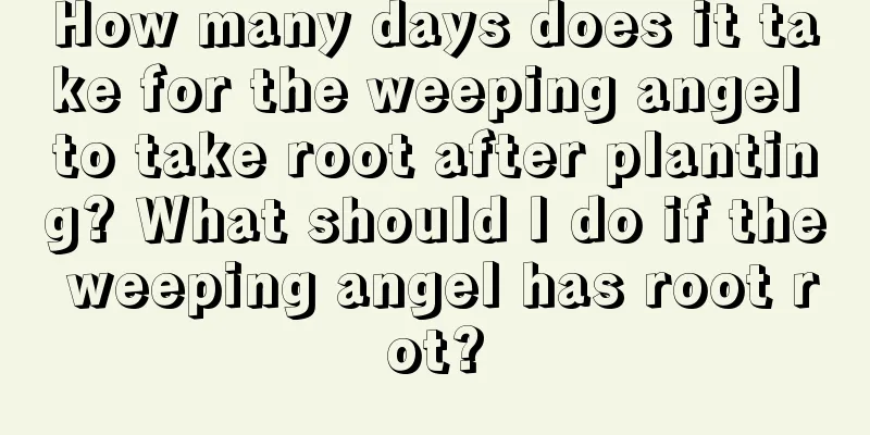 How many days does it take for the weeping angel to take root after planting? What should I do if the weeping angel has root rot?