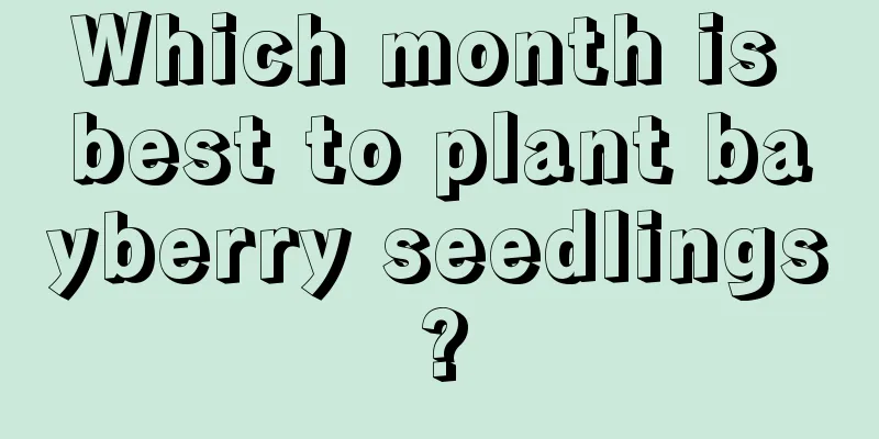 Which month is best to plant bayberry seedlings?