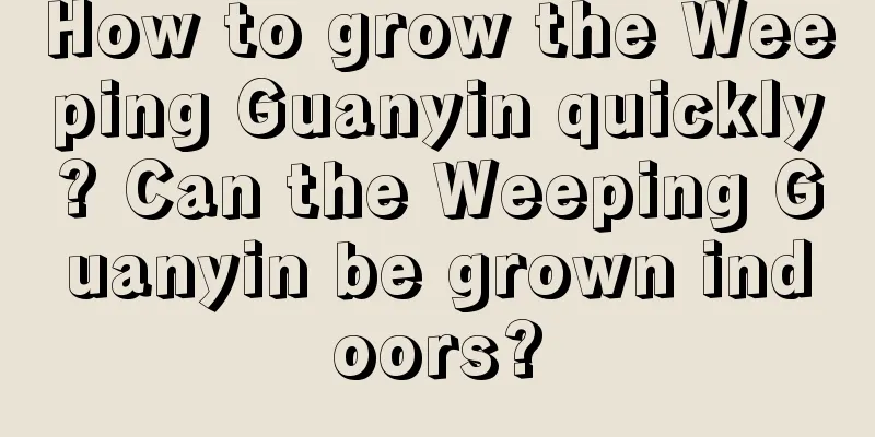 How to grow the Weeping Guanyin quickly? Can the Weeping Guanyin be grown indoors?