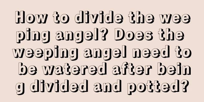 How to divide the weeping angel? Does the weeping angel need to be watered after being divided and potted?