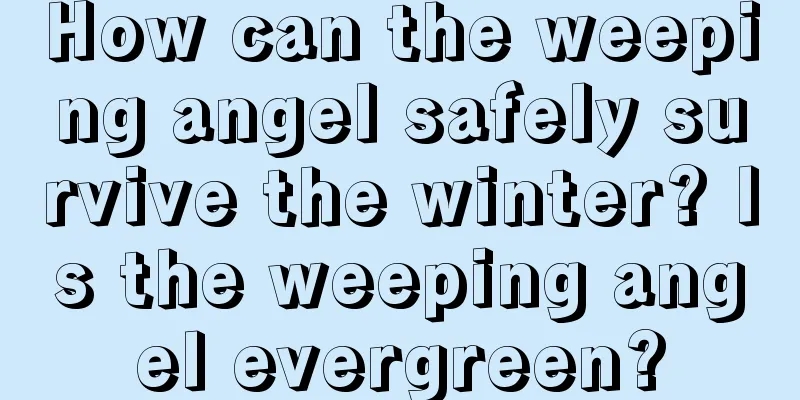 How can the weeping angel safely survive the winter? Is the weeping angel evergreen?