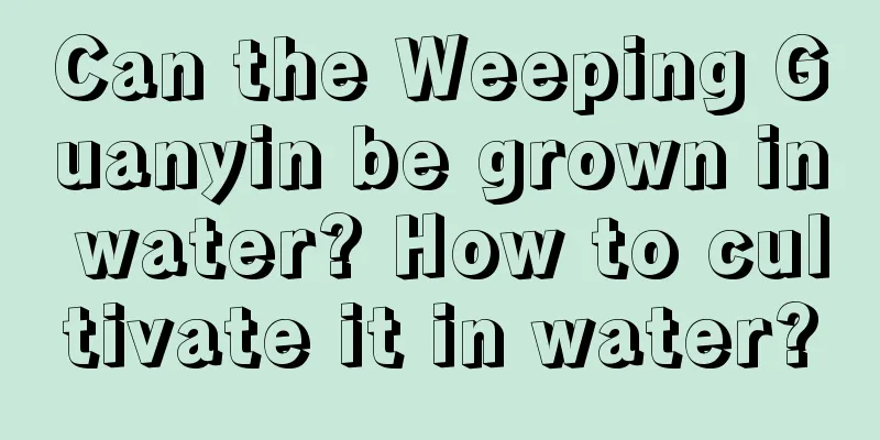 Can the Weeping Guanyin be grown in water? How to cultivate it in water?