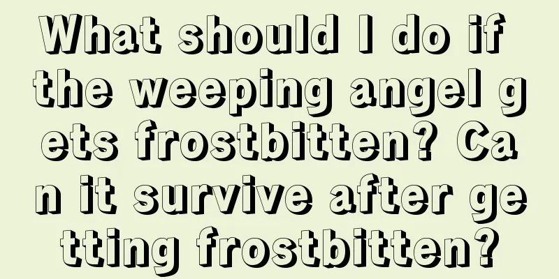 What should I do if the weeping angel gets frostbitten? Can it survive after getting frostbitten?