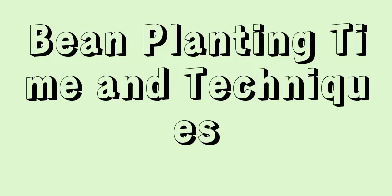 Bean Planting Time and Techniques