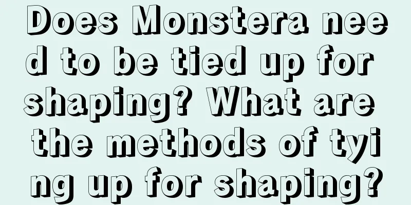 Does Monstera need to be tied up for shaping? What are the methods of tying up for shaping?