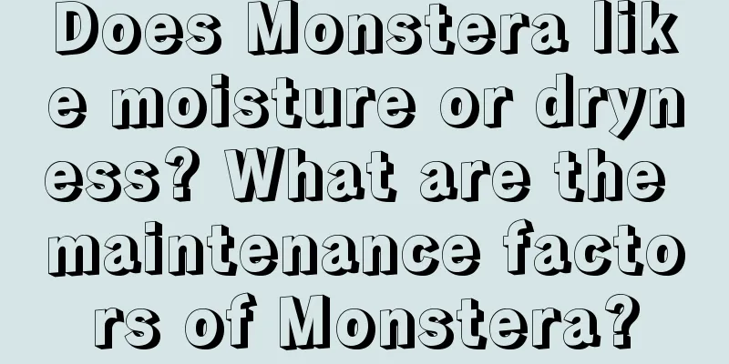 Does Monstera like moisture or dryness? What are the maintenance factors of Monstera?