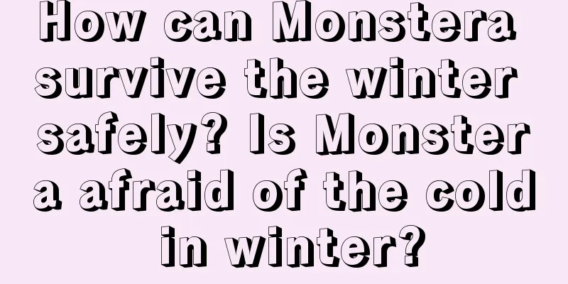 How can Monstera survive the winter safely? Is Monstera afraid of the cold in winter?