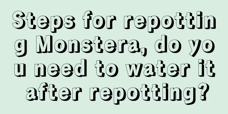 Steps for repotting Monstera, do you need to water it after repotting?