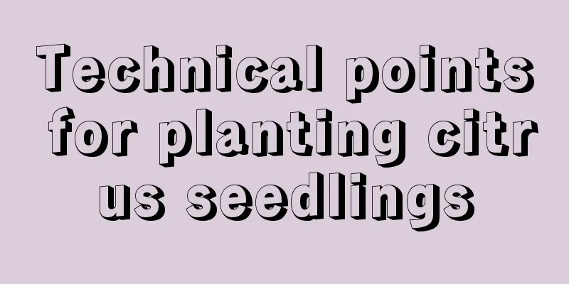 Technical points for planting citrus seedlings