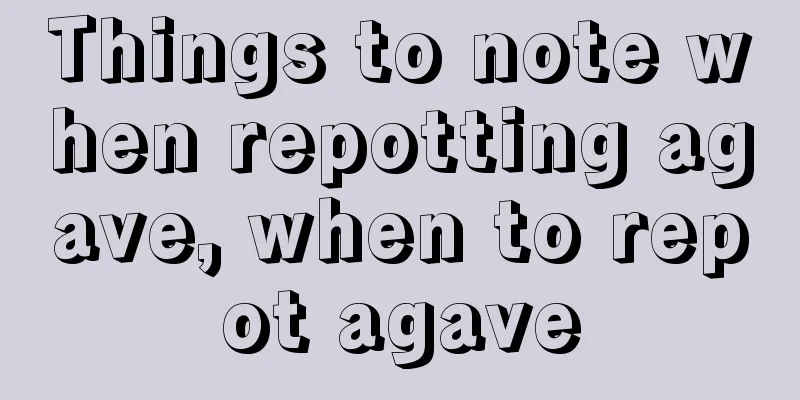 Things to note when repotting agave, when to repot agave