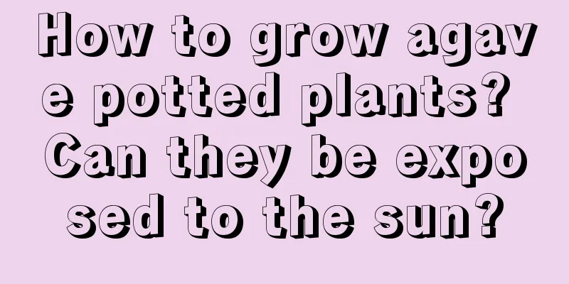 How to grow agave potted plants? Can they be exposed to the sun?