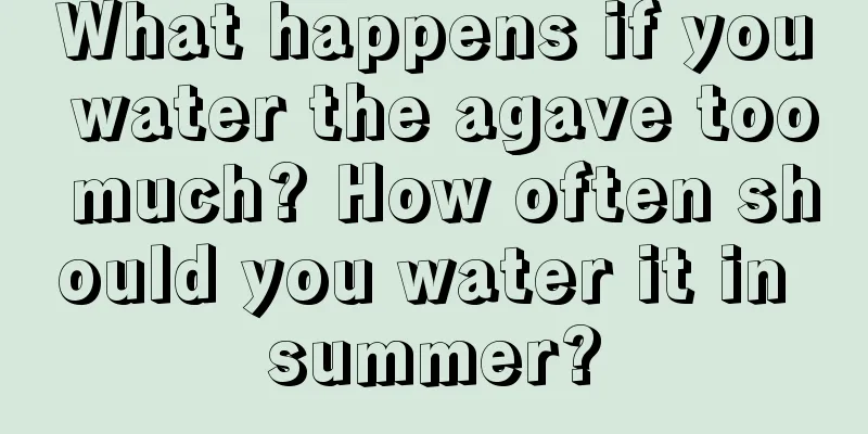 What happens if you water the agave too much? How often should you water it in summer?