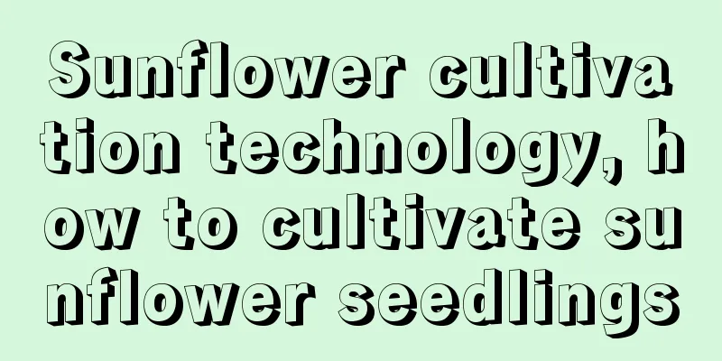 Sunflower cultivation technology, how to cultivate sunflower seedlings