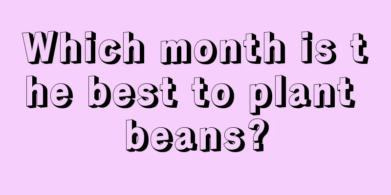 Which month is the best to plant beans?